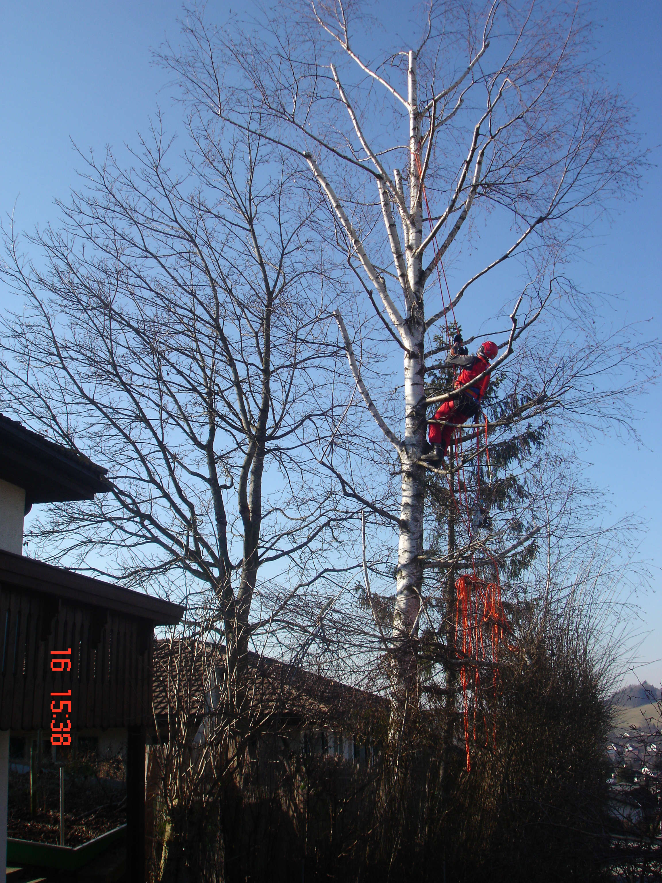 Peter beim Birkenschneiden.JPG